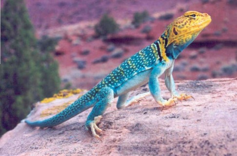 Image result for collared lizard